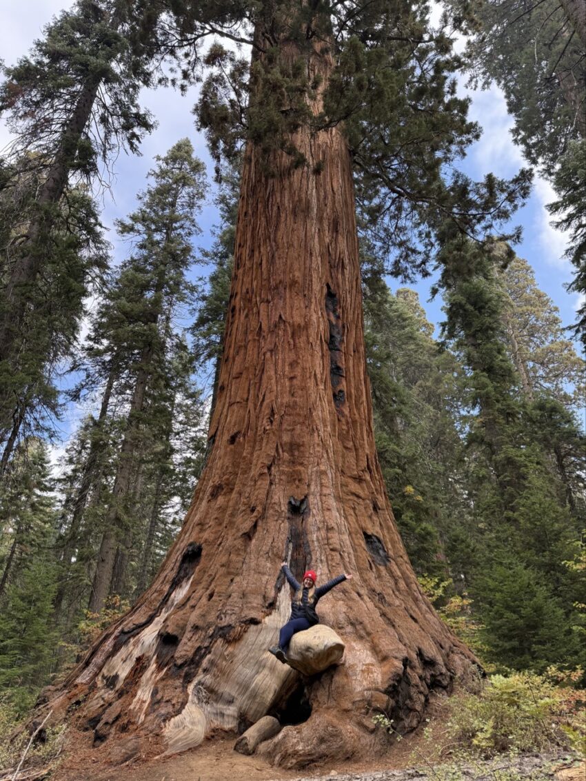 žena u sekvoje v Sequoia National Park