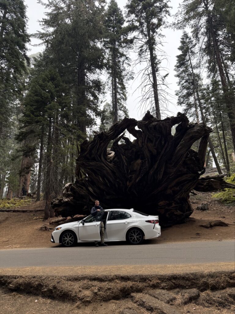 Buttress Tree
