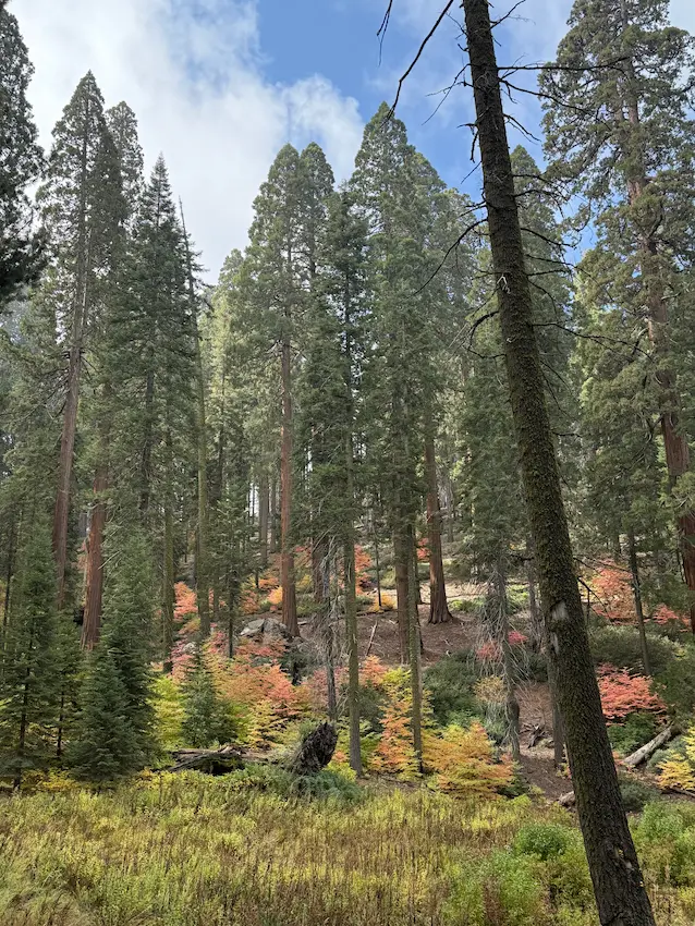 les v Sequoia National Park