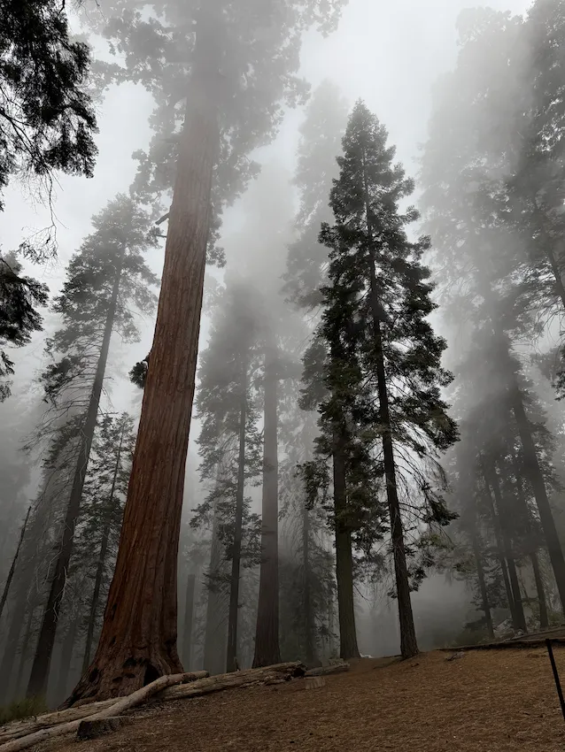 stromy v mlze v Sequoia National Park