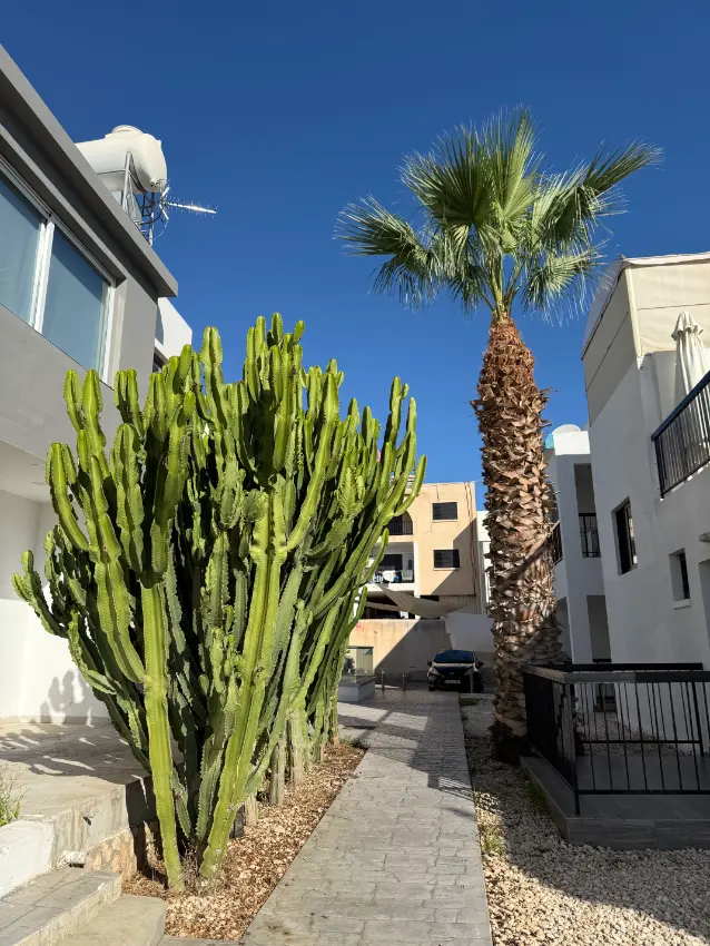 kaktus a palma v Ayia Napa