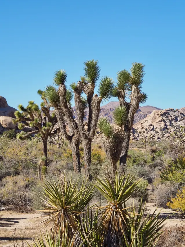 Joshua Trees v národním parku Joshua Tree